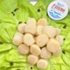 Морской гребешок мелкий